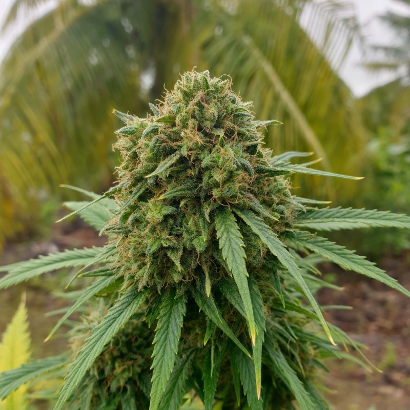 Outdoor macro photograph of the Master Yoda Auto flower on a living plant