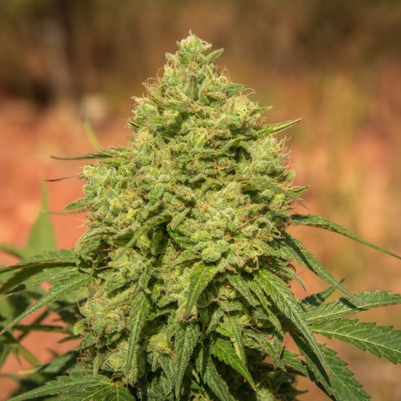Outdoor macro photograph of the Moby Dick CBD flower on a living plant