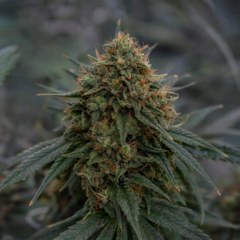 Outdoor macro photograph of the Money Maker flower on a living plant