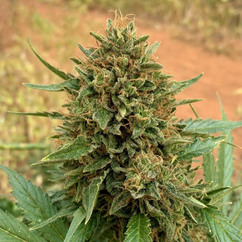 Outdoor macro photograph of the Neptune OG flower on a living plant
