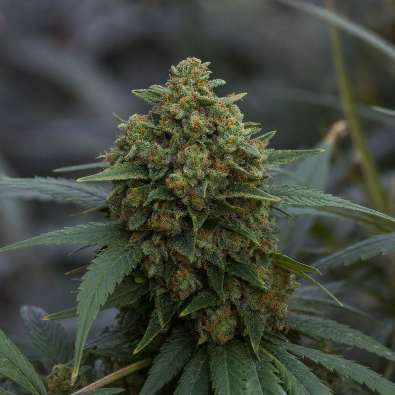 Outdoor macro photograph of the Afghani Auto flower on a living plant