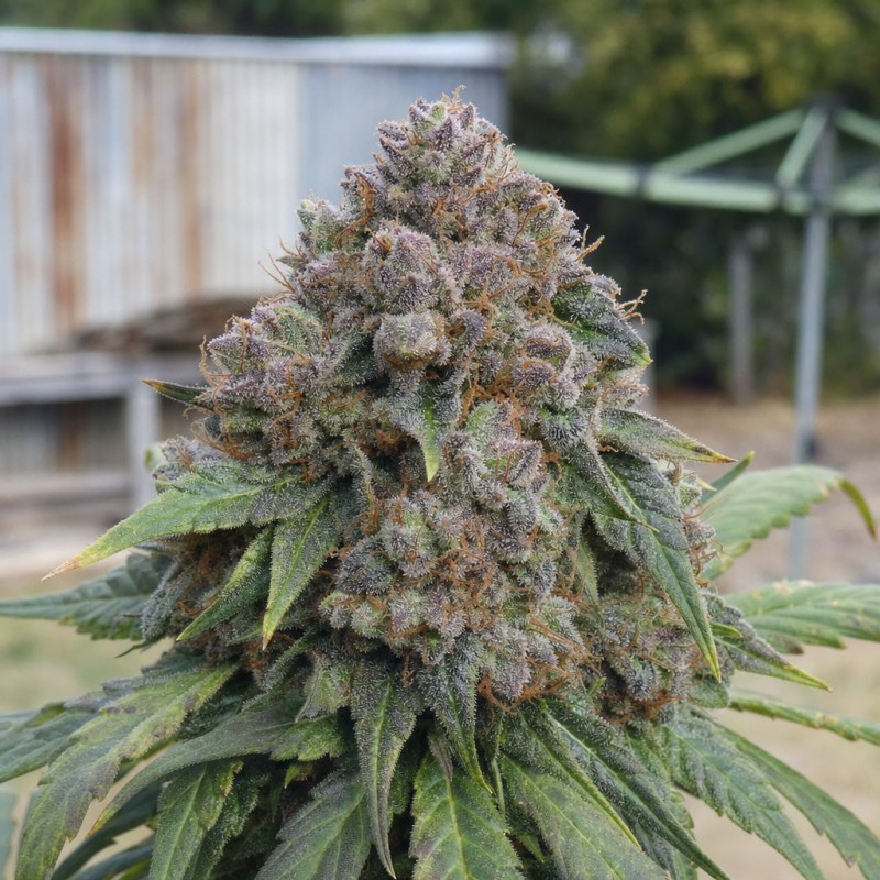Outdoor macro photograph of the Nuclear Cookies flower on a living plant