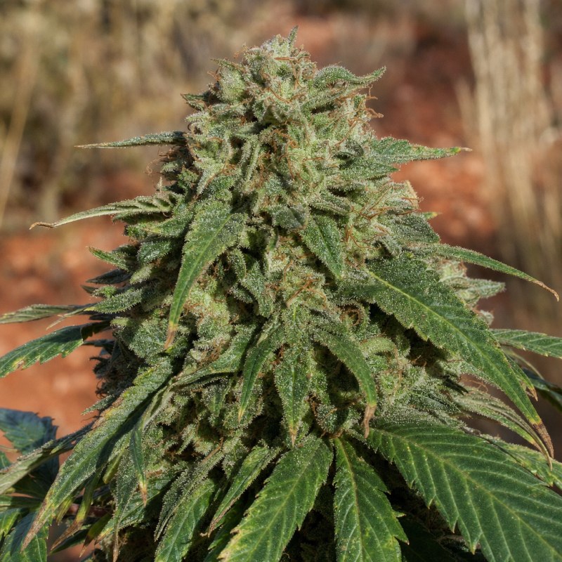 Outdoor macro photograph of the Old School OG flower on a living plant