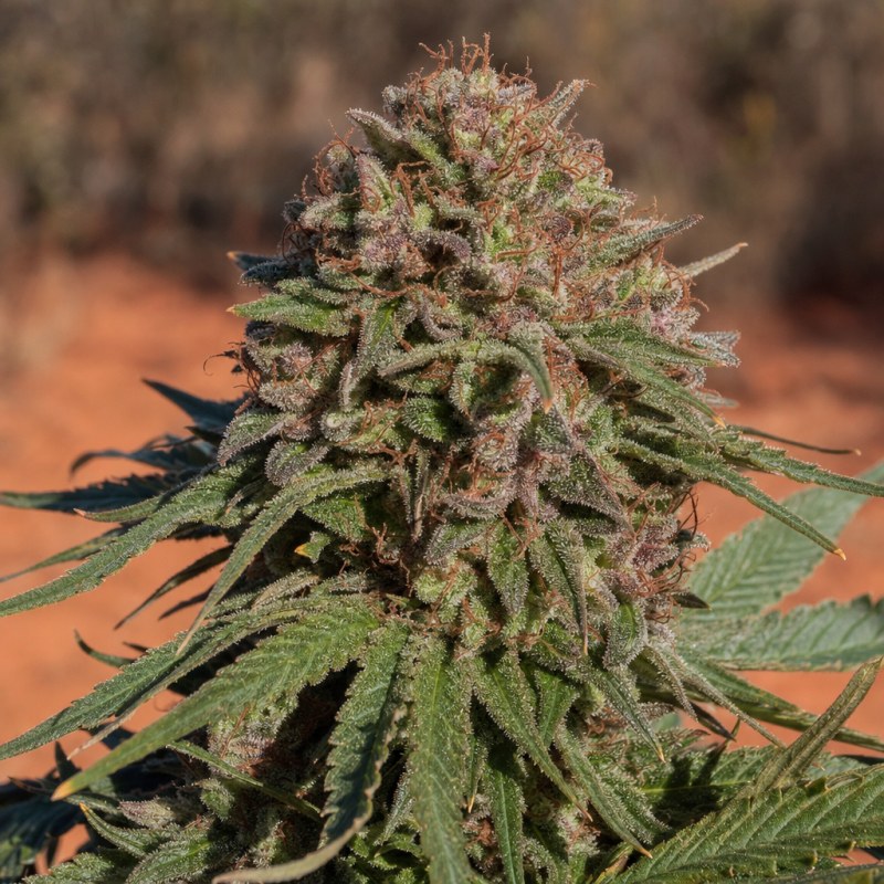 Outdoor macro photograph of the Papa's OG flower on a living plant