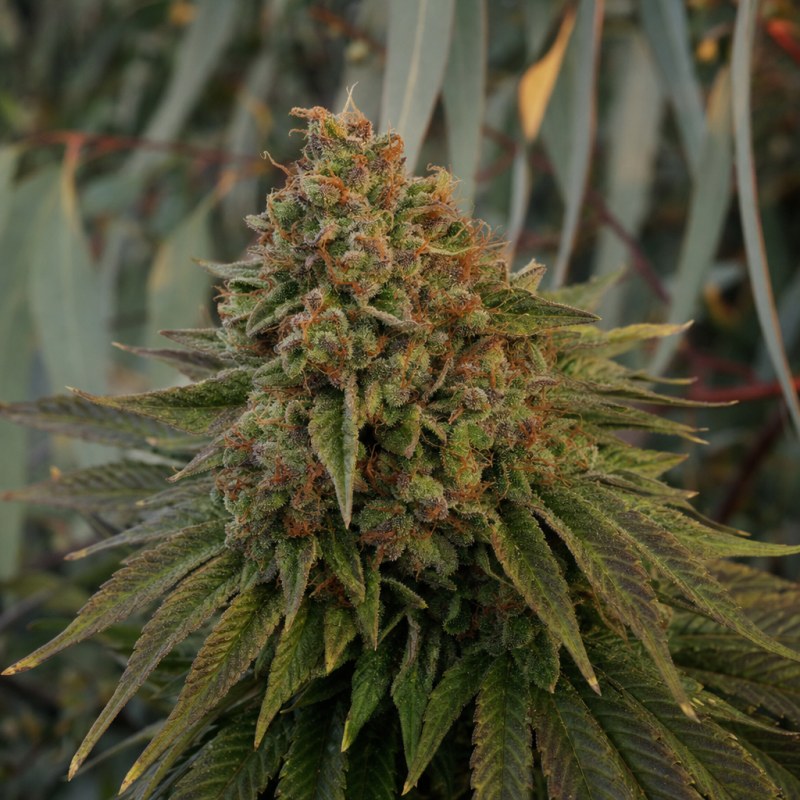 Outdoor macro photograph of the Purple Gelato Auto flower on a living plant