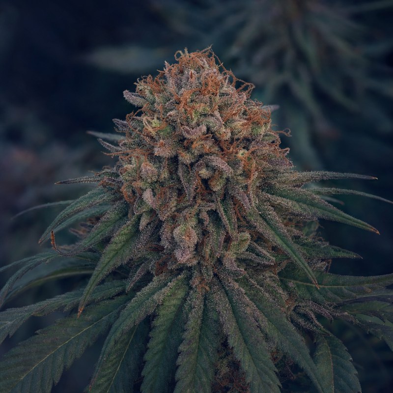 Outdoor macro photograph of the Purple Monkey Balls flower on a living plant