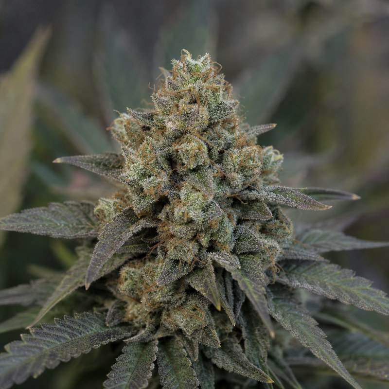 Outdoor macro photograph of the Purple Voodoo flower on a living plant