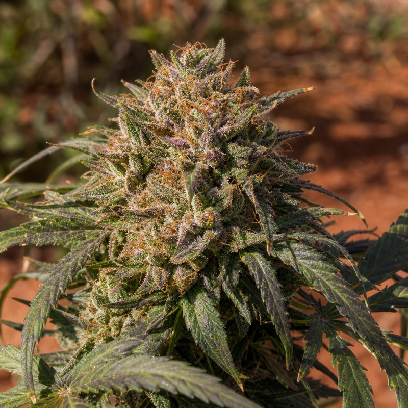 Outdoor macro photograph of the Rainbow Jones flower on a living plant