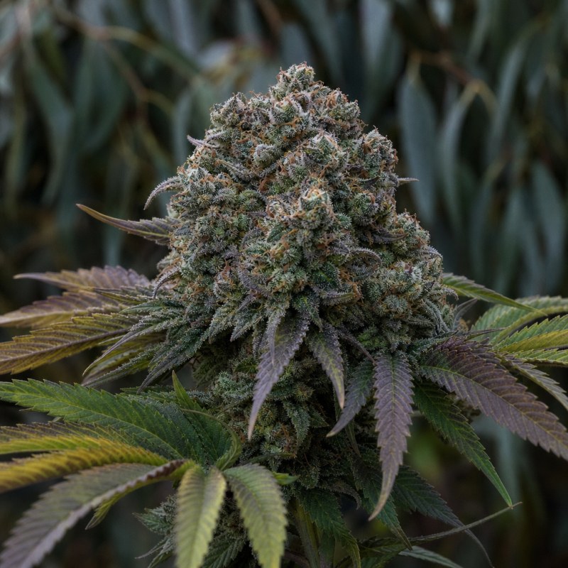 Outdoor macro photograph of the Rug Burn OG flower on a living plant