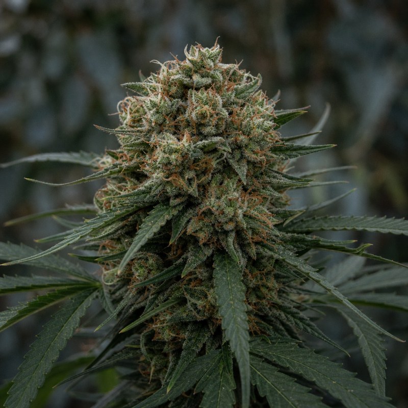 Outdoor macro photograph of the Russian Assassin flower on a living plant