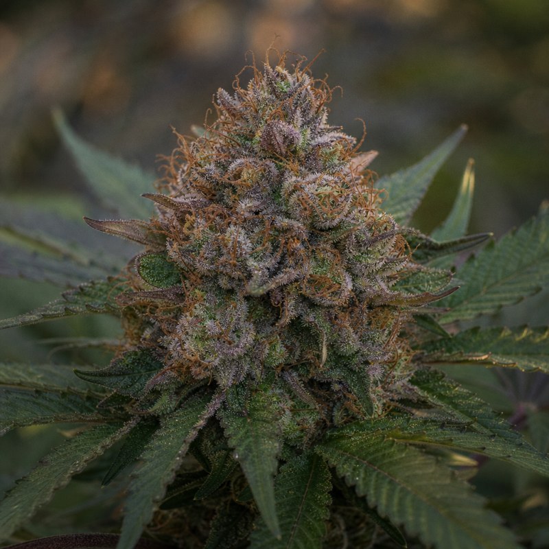 Outdoor macro photograph of the Snoop's Dream flower on a living plant