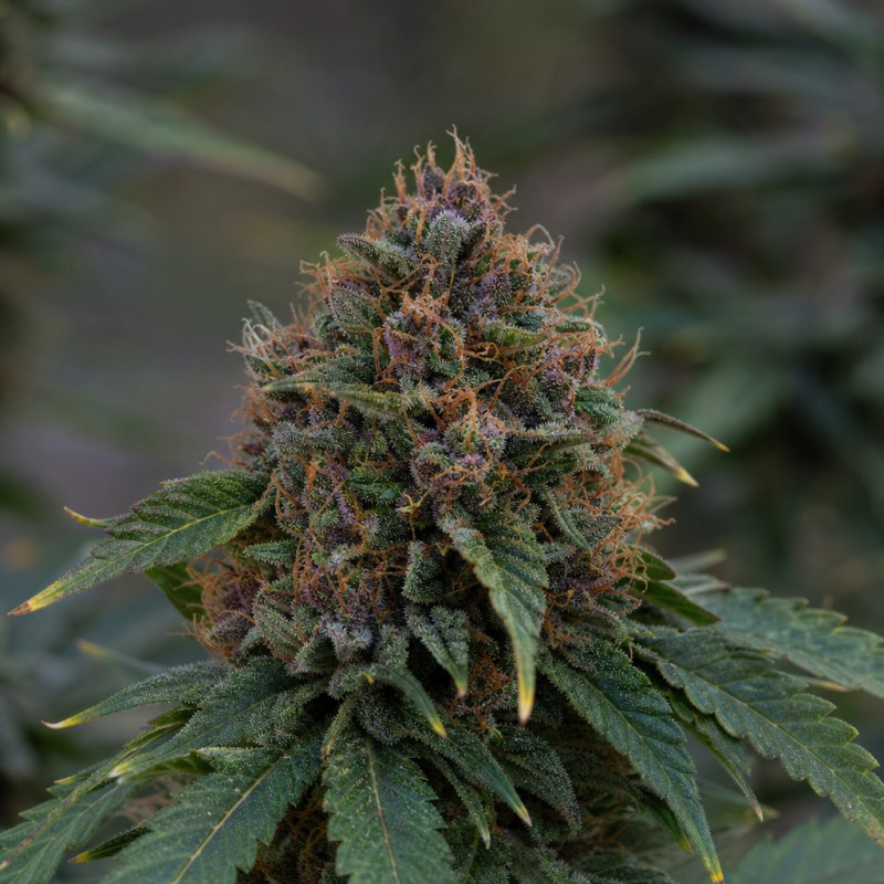 Outdoor macro photograph of the Sour Bubba flower on a living plant