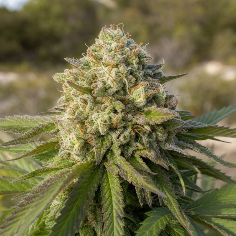 Outdoor macro photograph of the Space Queen flower on a living plant