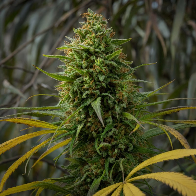 Outdoor macro photograph of the Sour Diesel flower on a living plant