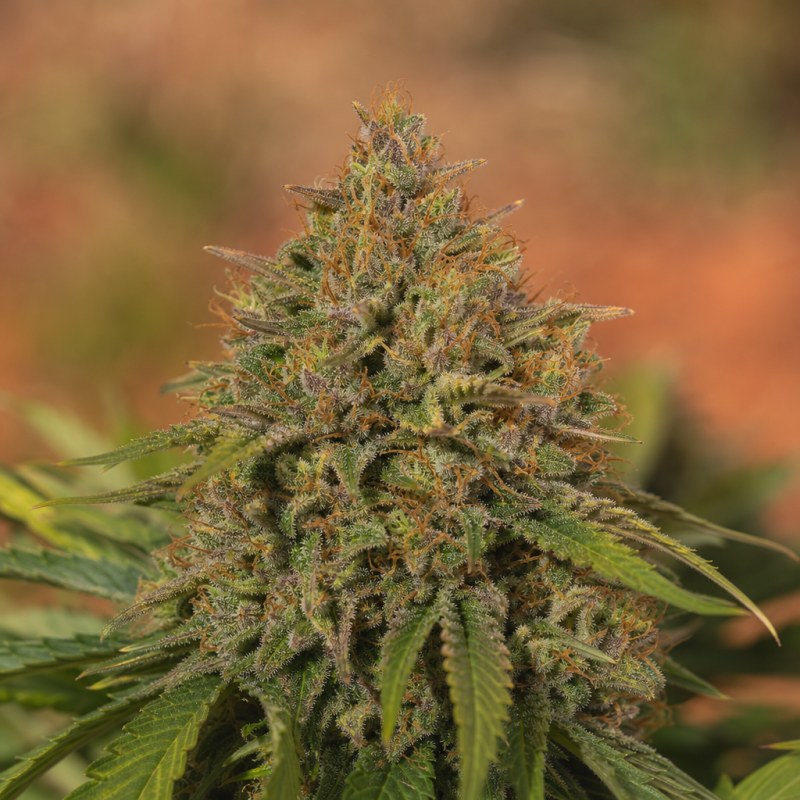 Outdoor macro photograph of the Super Cheese flower on a living plant