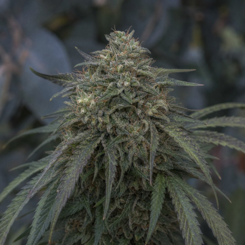 Outdoor macro photograph of the Sweet Cheese flower on a living plant