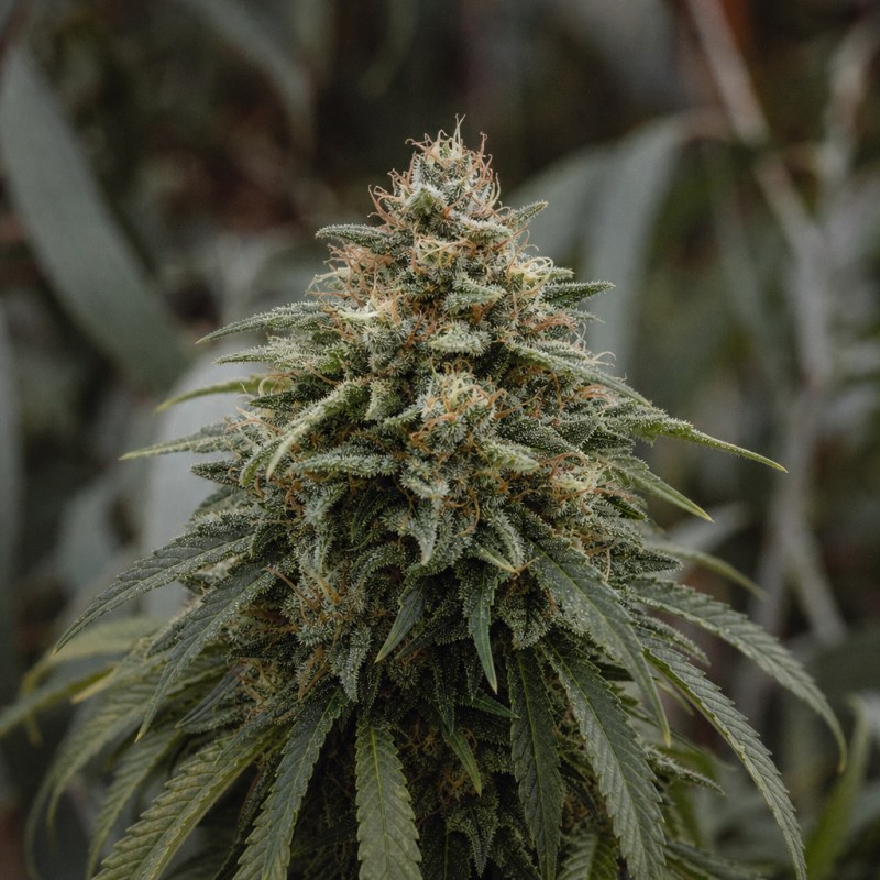 Outdoor macro photograph of the White Lightning Auto flower on a living plant