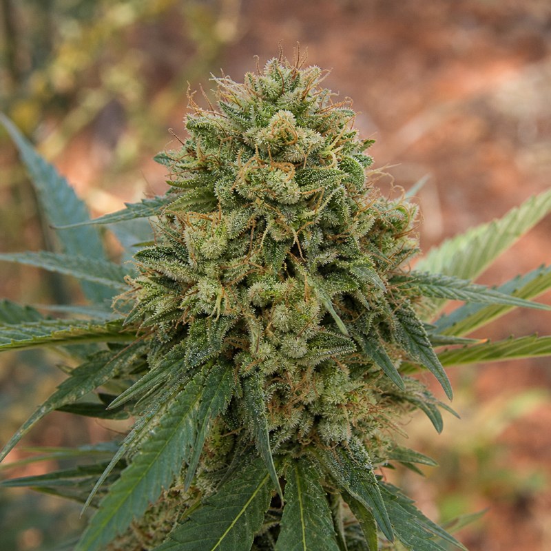 Outdoor macro photograph of the Wonder Woman flower on a living plant