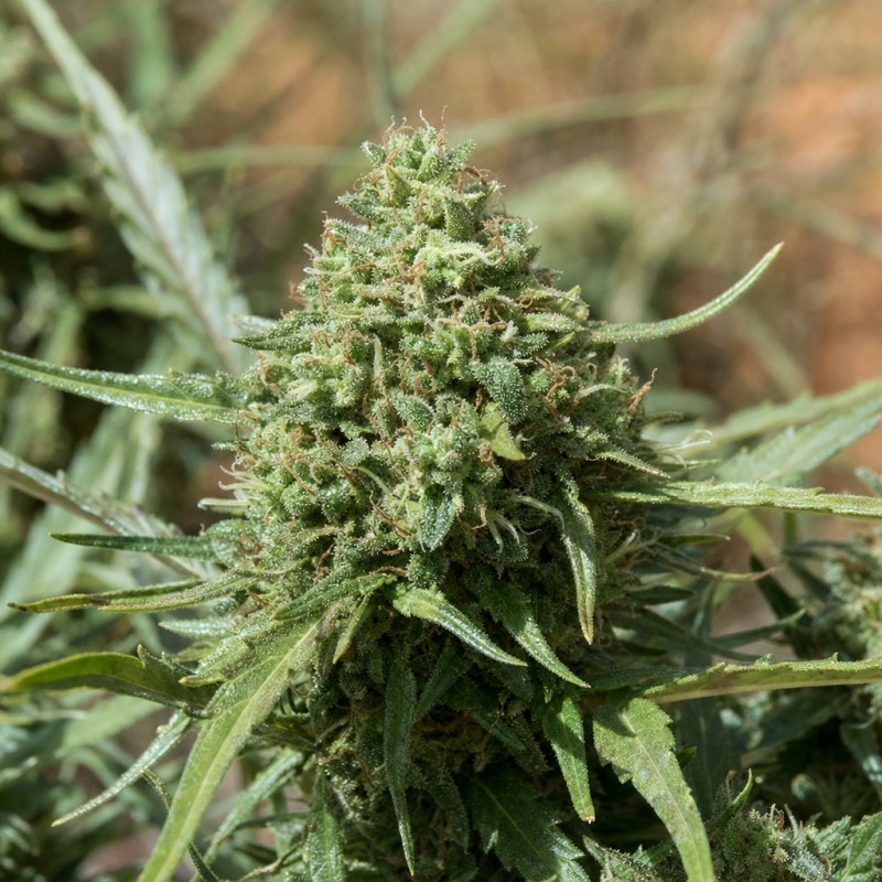 Outdoor macro photograph of the Amnesia CBD Fast flower on a living plant