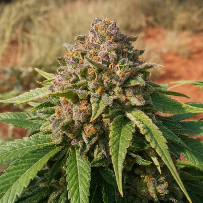 Outdoor macro photograph of the Blackberry Moonrocks flower on a living plant