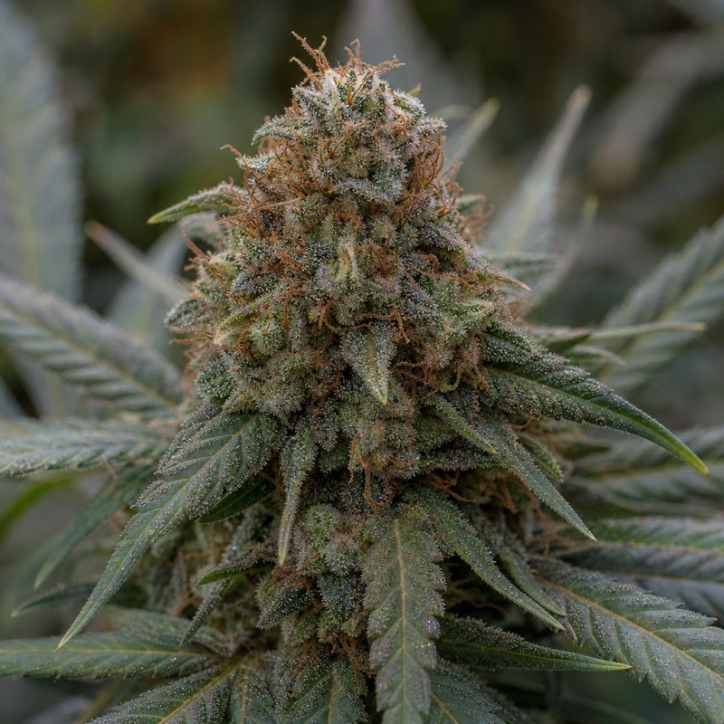 Outdoor macro photograph of the Ace Killer OG Auto flower on a living plant
