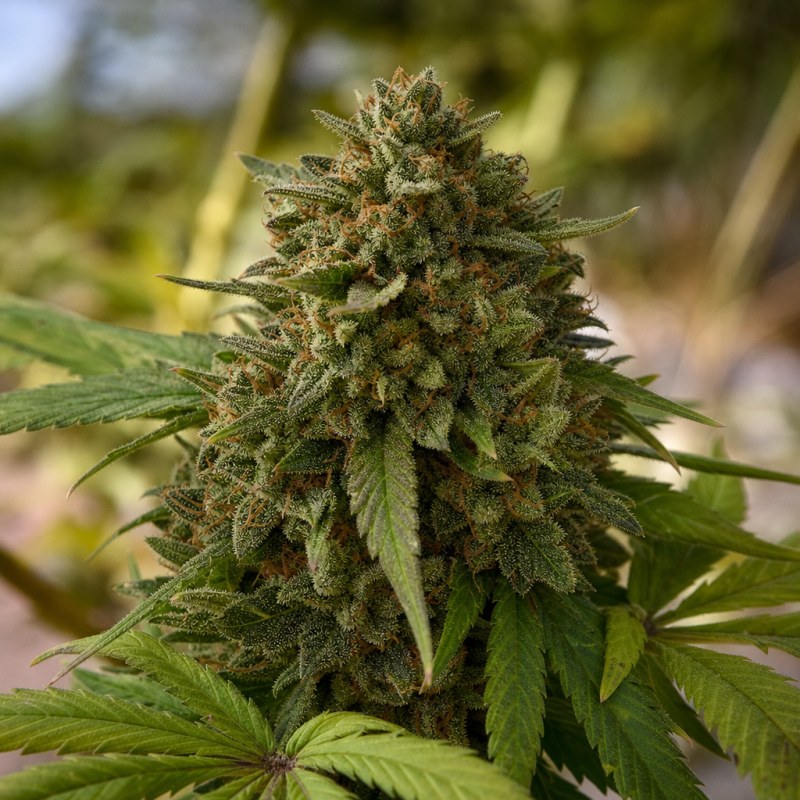 Outdoor macro photograph of the Afghan Kush Auto flower on a living plant