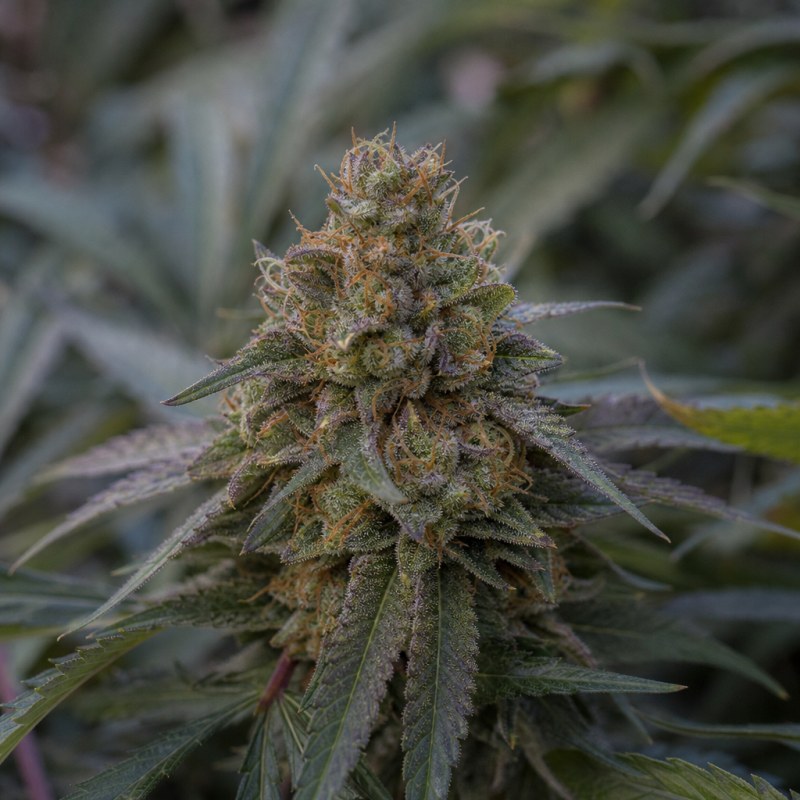 Outdoor macro photograph of the Afwreck flower on a living plant