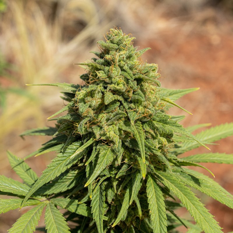 Outdoor macro photograph of the Alien Rift Auto flower on a living plant
