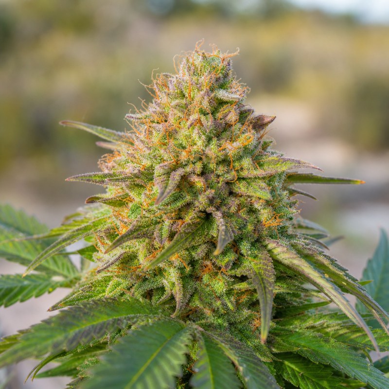 Outdoor macro photograph of the American Kush Auto flower on a living plant