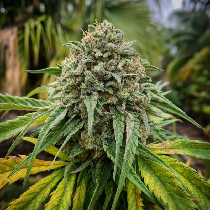 Outdoor macro photograph of the Fat Bastard Auto flower on a living plant