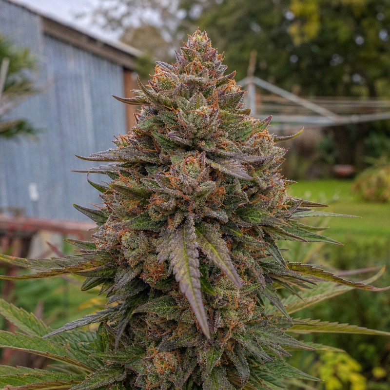 Outdoor macro photograph of the Blue Afghani flower on a living plant