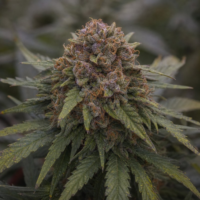 Outdoor macro photograph of the Bruce Banner #3 Auto flower on a living plant