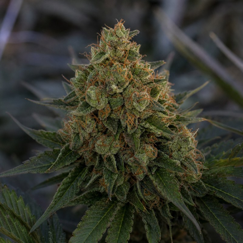 Outdoor macro photograph of the Casper OG Auto flower on a living plant