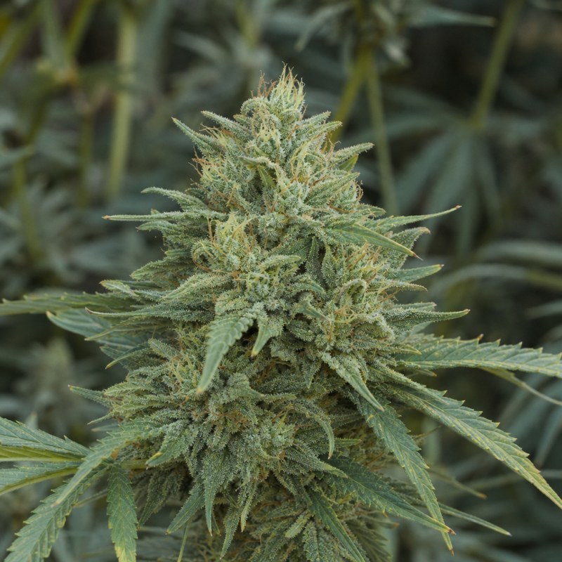 Outdoor macro photograph of the CBD Fast Eddy flower on a living plant