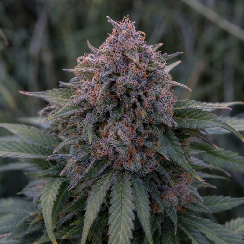 Outdoor macro photograph of the Cherry Chem flower on a living plant