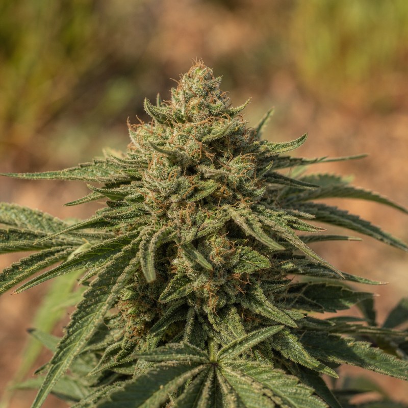 Outdoor macro photograph of the Chupacabra Auto flower on a living plant