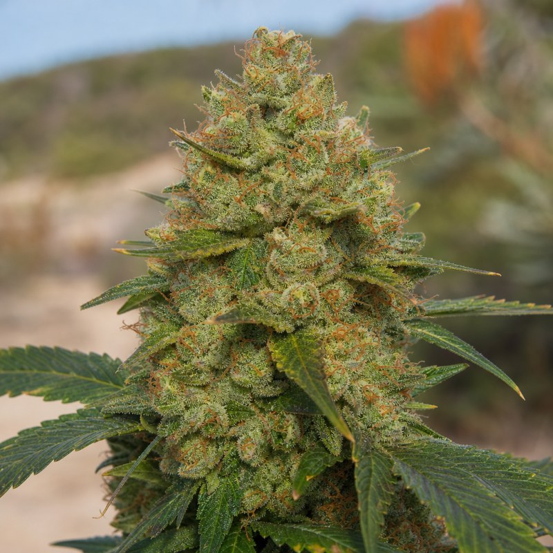 Outdoor macro photograph of the Chupacabra flower on a living plant
