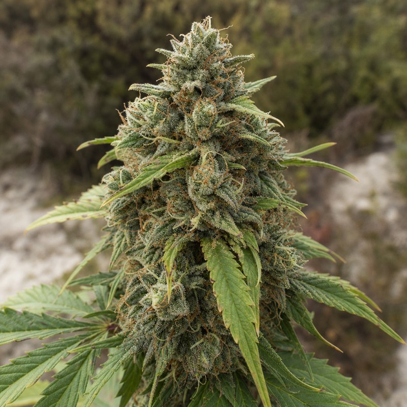 Outdoor macro photograph of the Cotton Candy Auto flower on a living plant