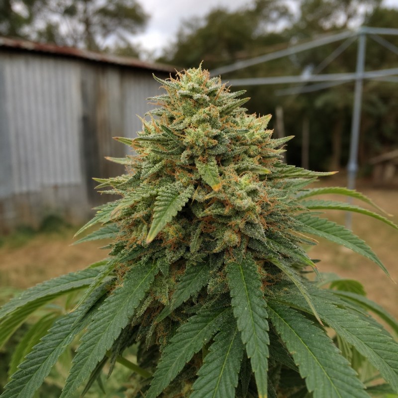 Outdoor macro photograph of the Dairy Queen Auto flower on a living plant