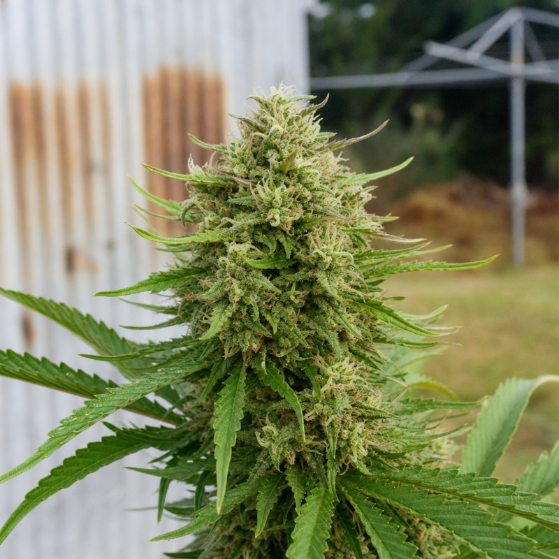 Outdoor macro photograph of the Dance World CBD flower on a living plant
