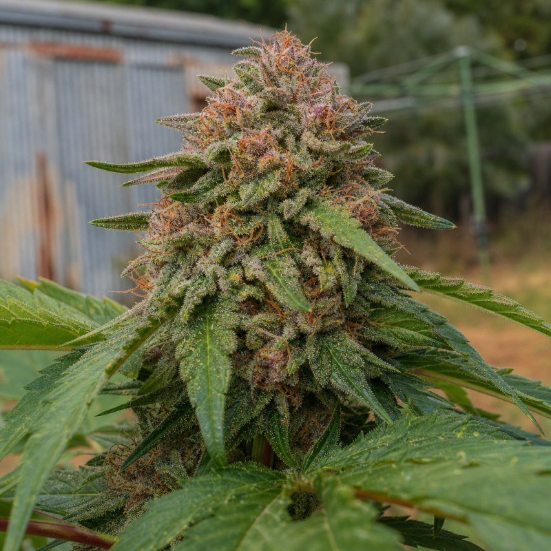 Outdoor macro photograph of the Deadwood Auto flower on a living plant
