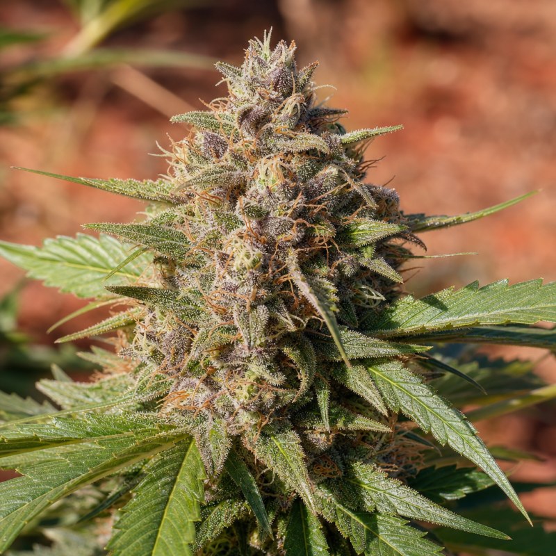 Outdoor macro photograph of the Doobiebird Daydream flower on a living plant