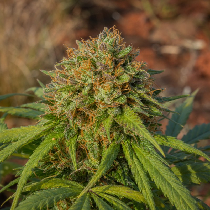 Outdoor macro photograph of the Dream Berry Auto flower on a living plant