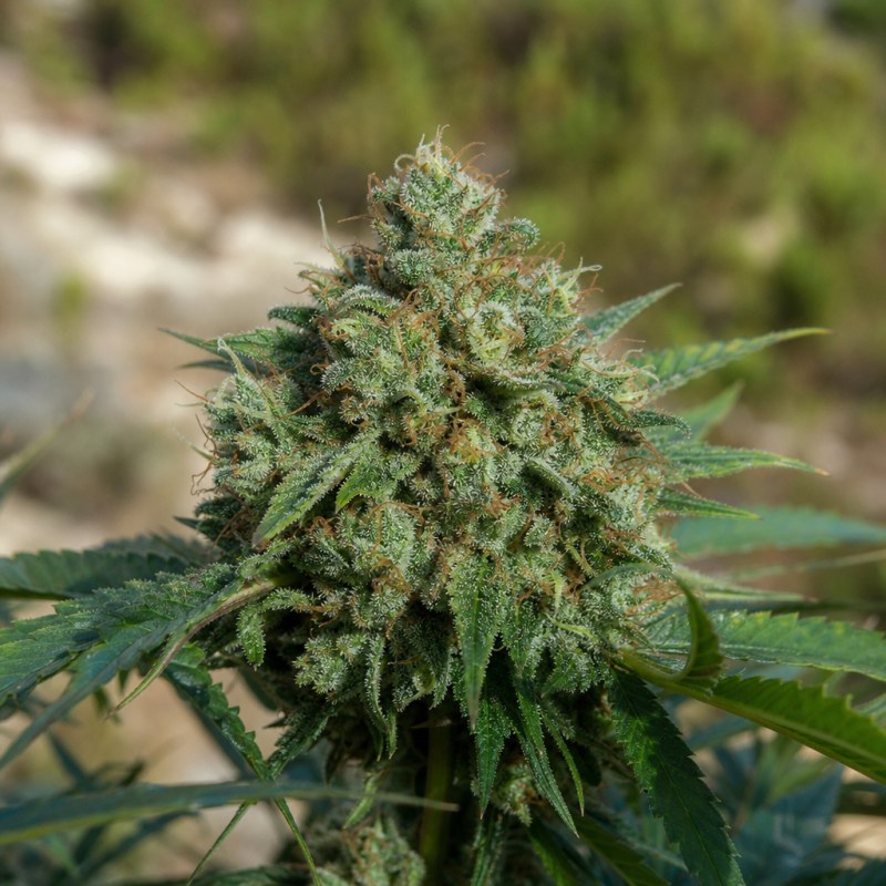 Outdoor macro photograph of the Early Miss flower on a living plant