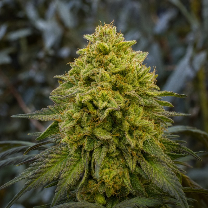 Outdoor macro photograph of the ECSD flower on a living plant