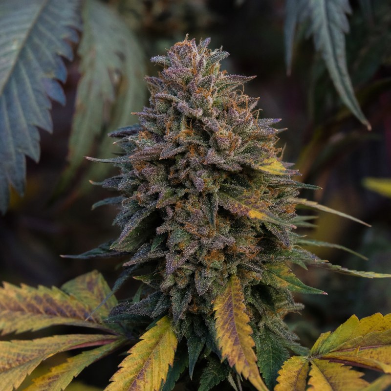 Outdoor macro photograph of the Kiwi Kush Auto flower on a living plant