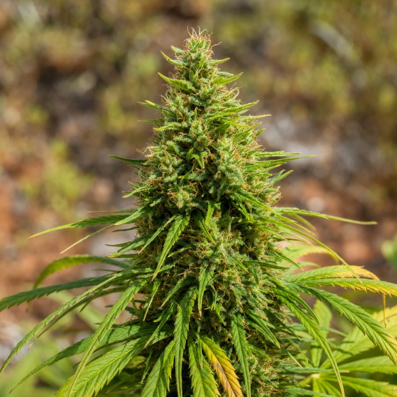 Outdoor macro photograph of the XJ-13 flower on a living plant
