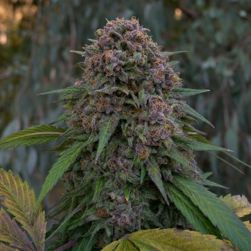 Outdoor macro photograph of the Bubblegum Sherbet flower on a living plant