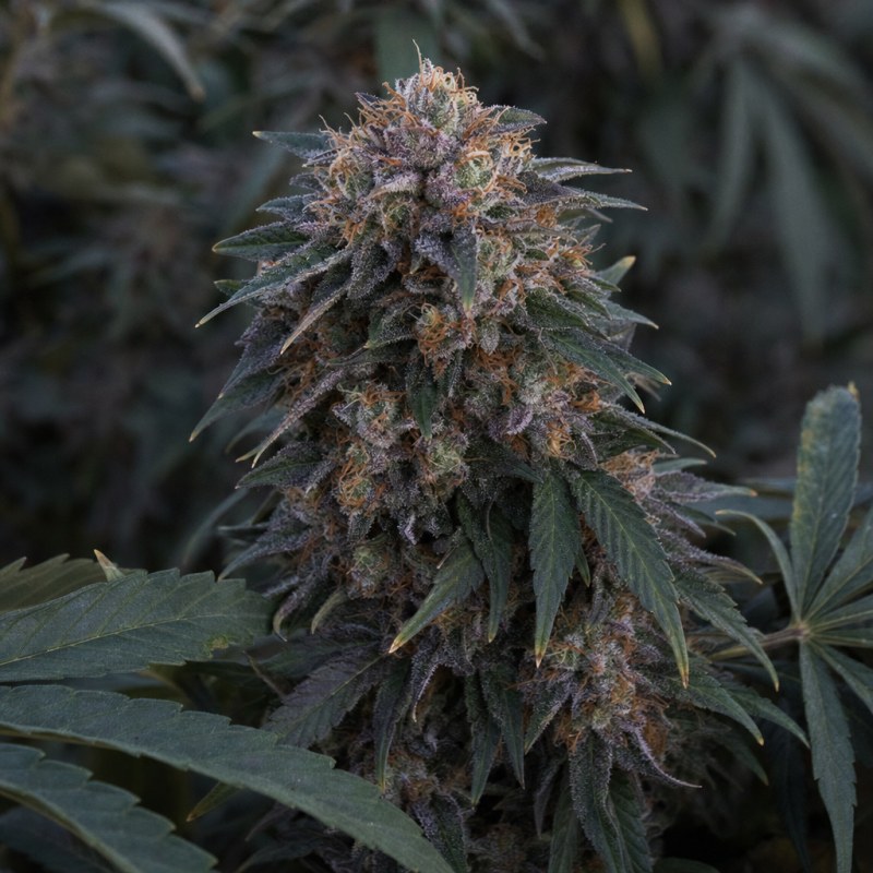 Outdoor macro photograph of the Shiskaberry flower on a living plant