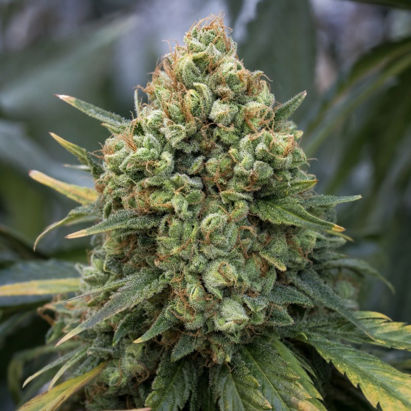 Outdoor macro photograph of the Cement Shoes flower on a living plant